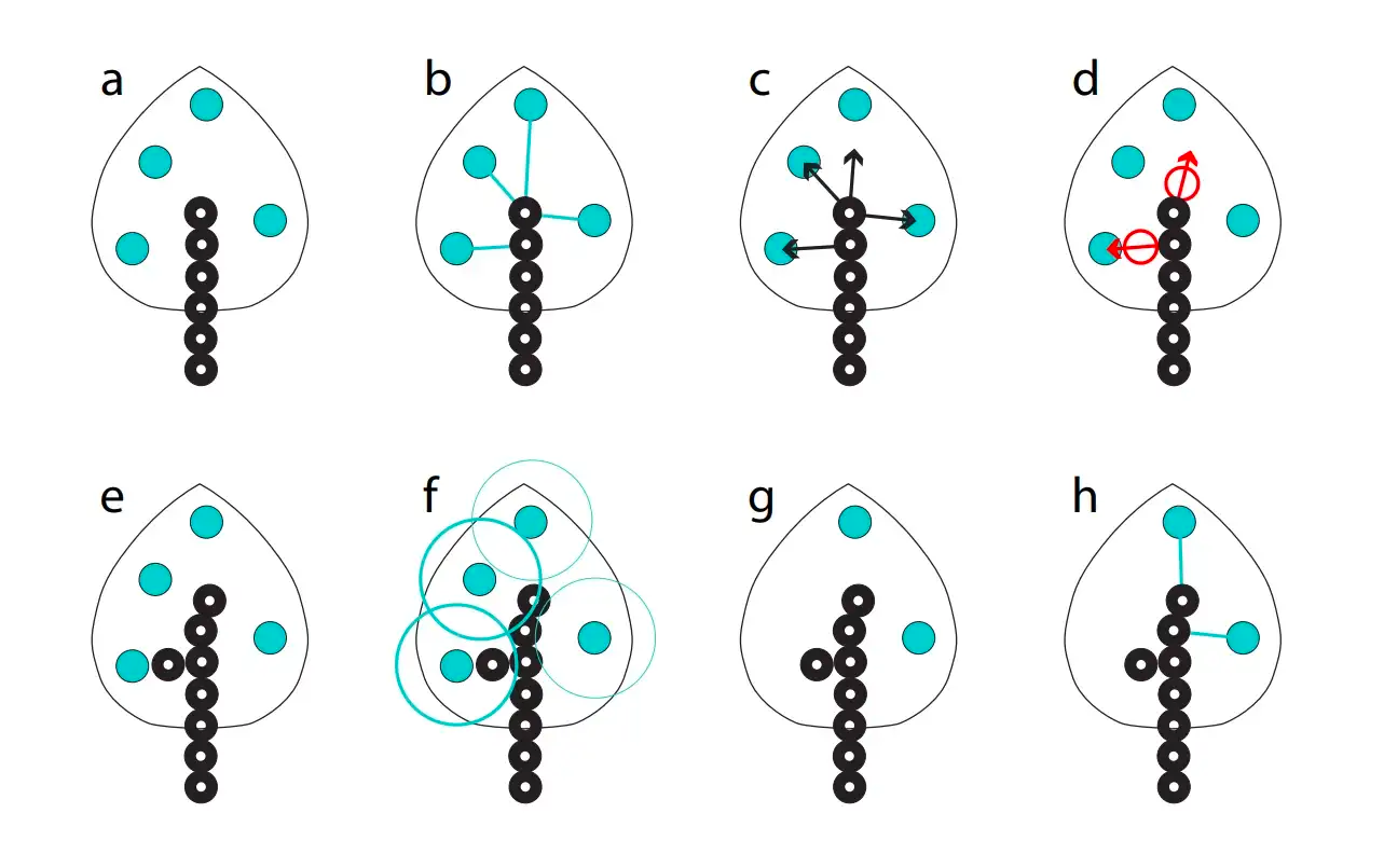 Space colonization algorithm diagram